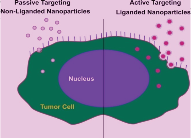 Showing 'Passive' and 'Active' targeting of nanoparticles