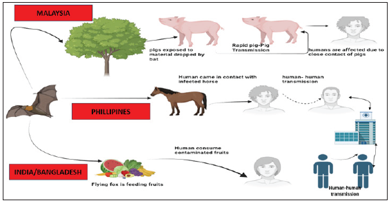 Transmission dynamics of Nipah virus. (Adapted and modified with permission with Creative Common License CC BY 4.0, Open Access Article of 2022) (Created with Bio render).