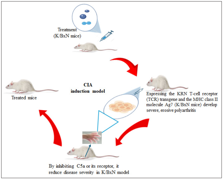 Schematic representation of K/BxN spontaneous arthritis model. CIA: Collagen-induced arthritis, KRN: T-cell receptor transgenic mice, often used in autoimmune arthritis research, MHC: Major Histocompatibility Complex.