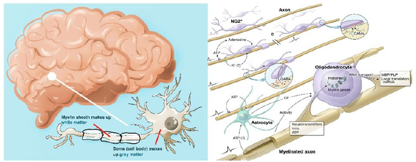 Microstructural view of brain tissue revealing nerve fibers intricately woven amidst supportive astrocytes. The oligodendrocytes form myelin sheaths that envelop the nerve fibers, thus enabling fast transmission. The given tight view shows just how complicated the interplay is between neurons and glial cells, which is fundamental for brain function and communication.